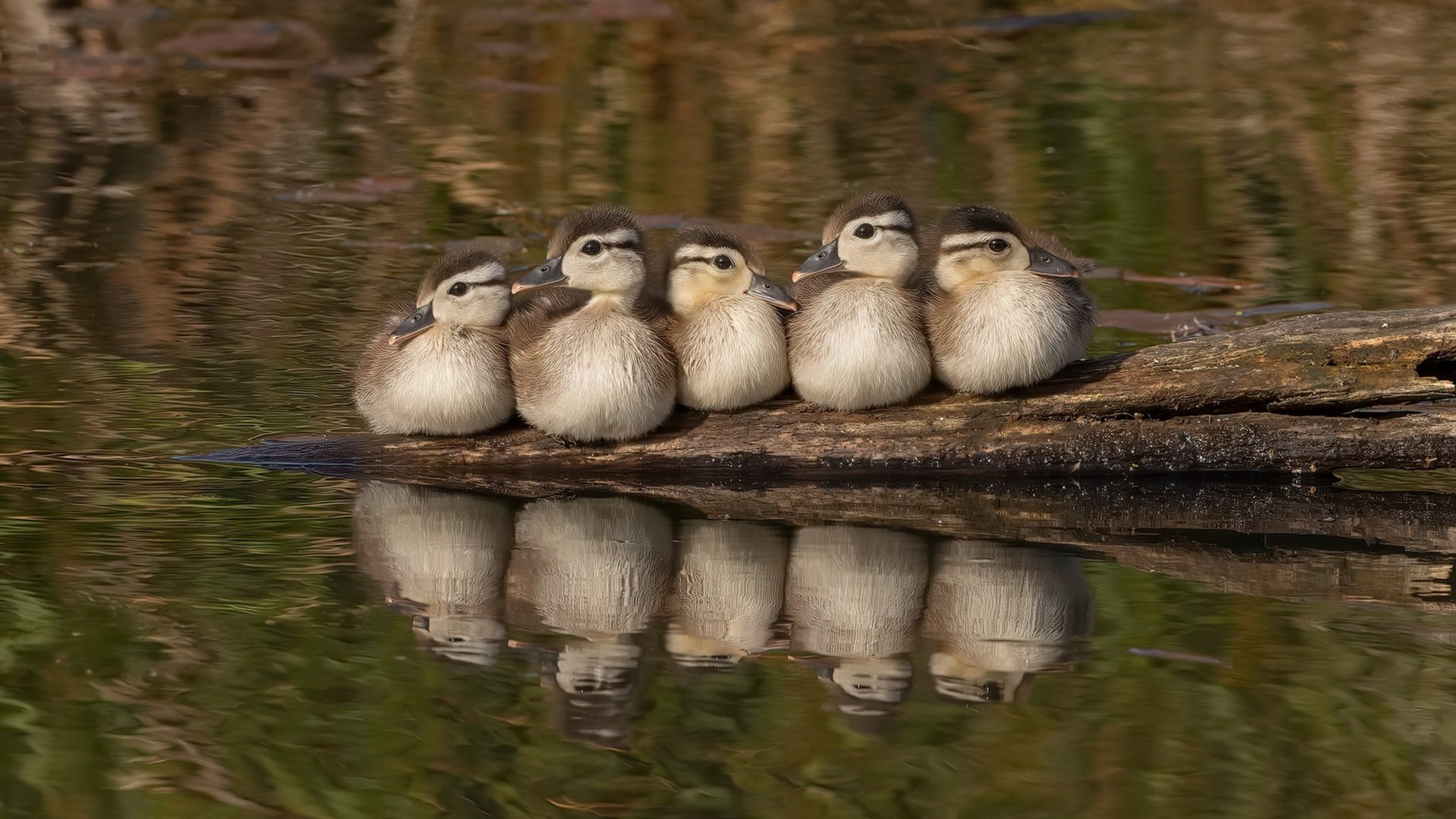 开云体育在线入口-_乡村运动会：传承乡土体育精神_，助推乡村体育