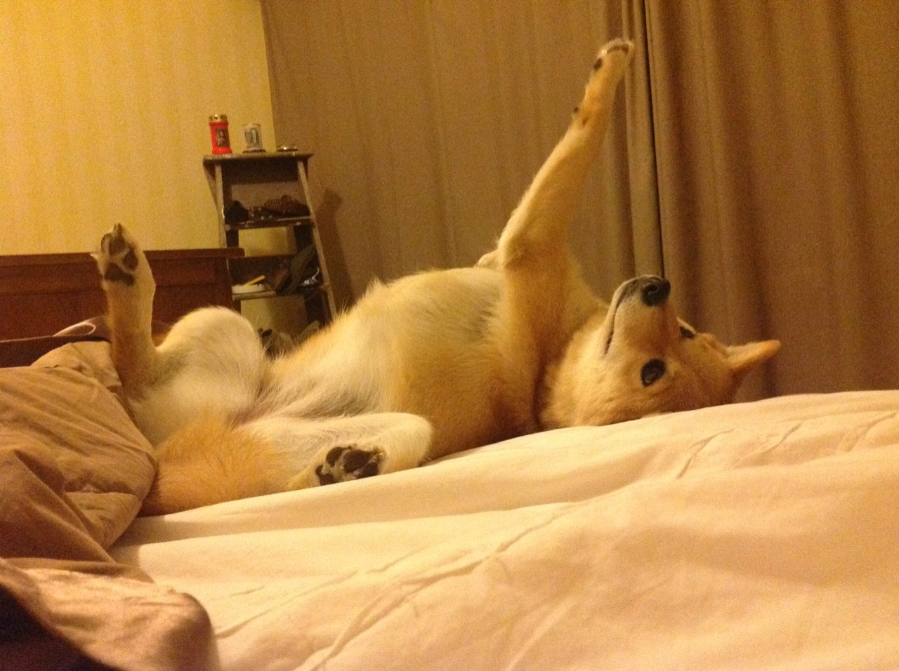 开云体育官方下载-【转会动态】球队引援引发粉丝热议，球队转会费